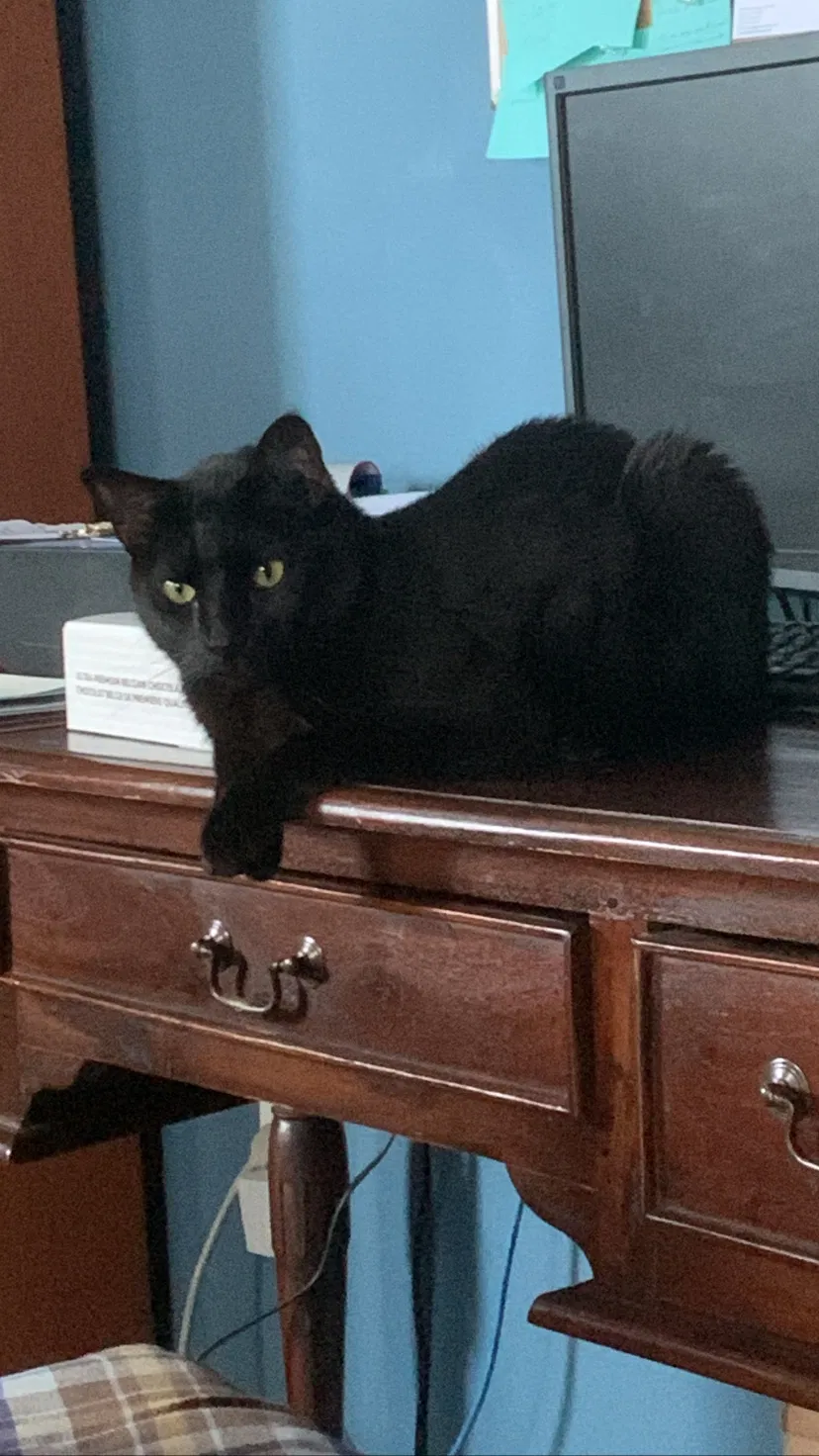 Lost cat in Houston, TX, 77042