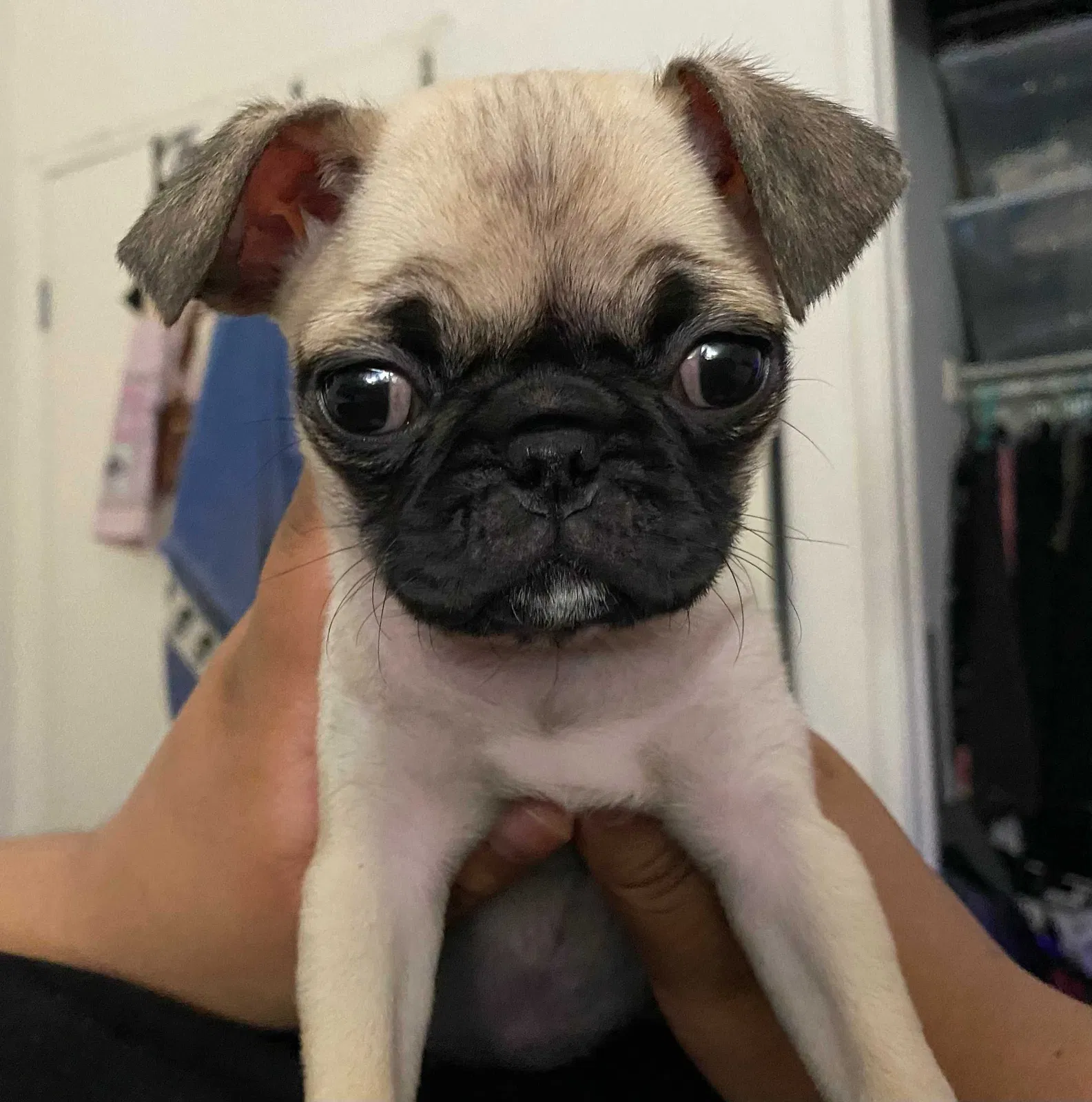 Lost dog in Wilmington, CA, 90744