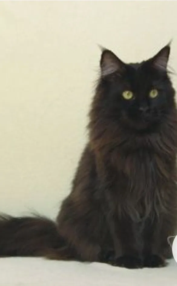 Lost cat in Chattanooga, TN, 37411