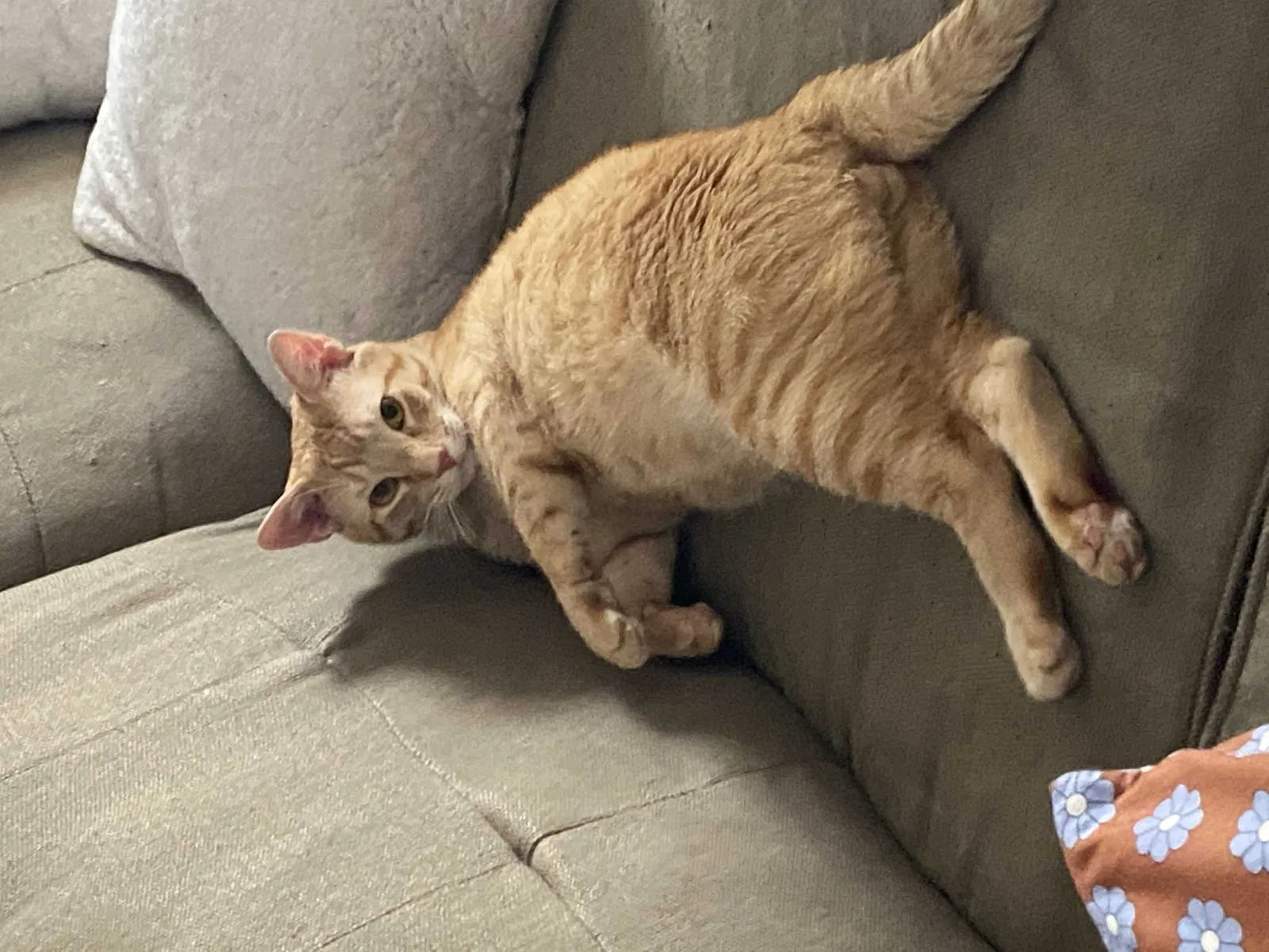 Lost cat in San Antonio, TX, 78213