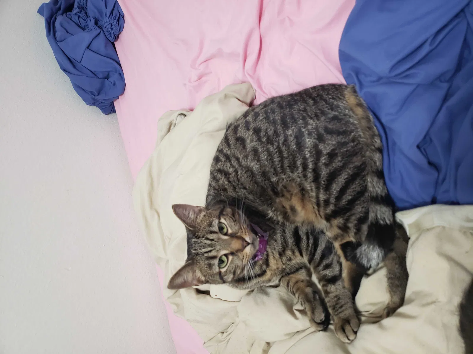 Lost cat in Lancaster, PA, 17603
