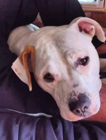 Lost dog in Des Moines, IA, 50315