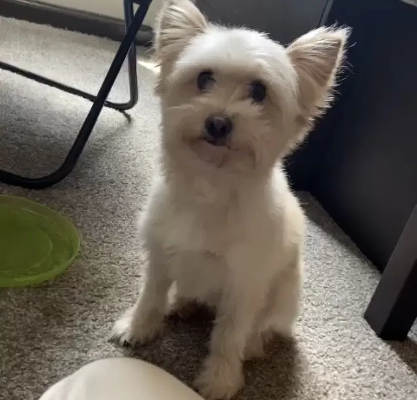 Lost dog in Fort Lauderdale, FL, 33319