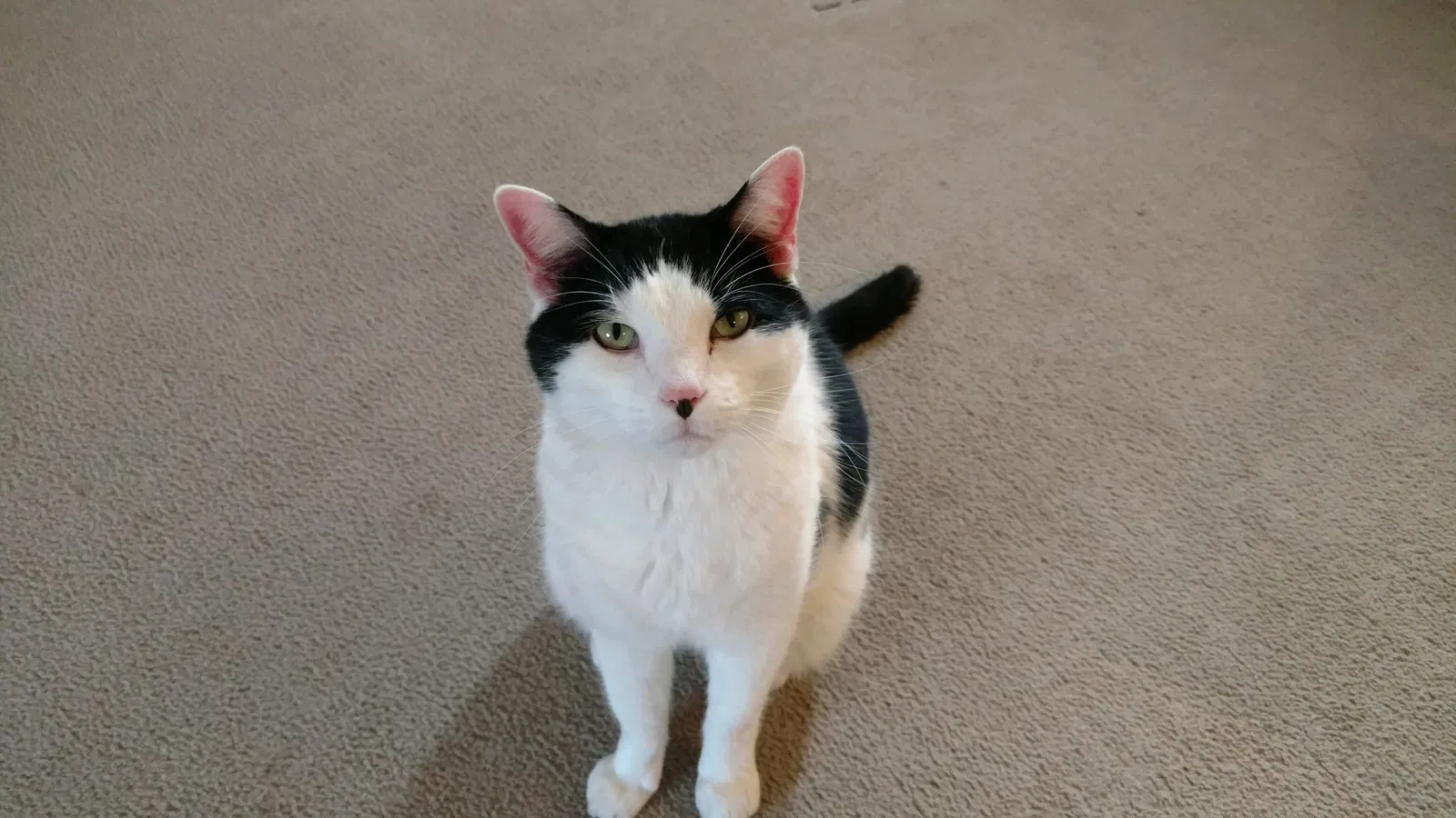 Lost cat in Crossville, TN, 38571