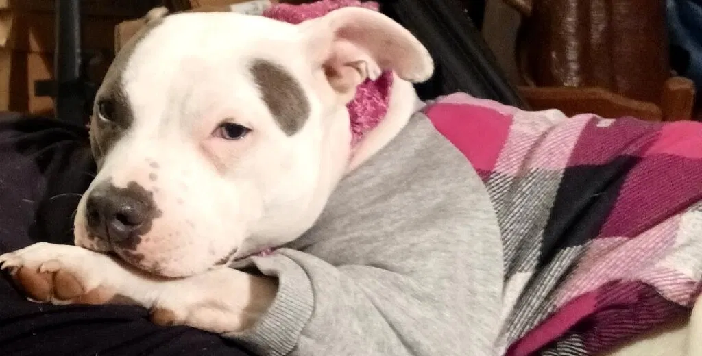 Lost dog in Knoxville, TN, 37928