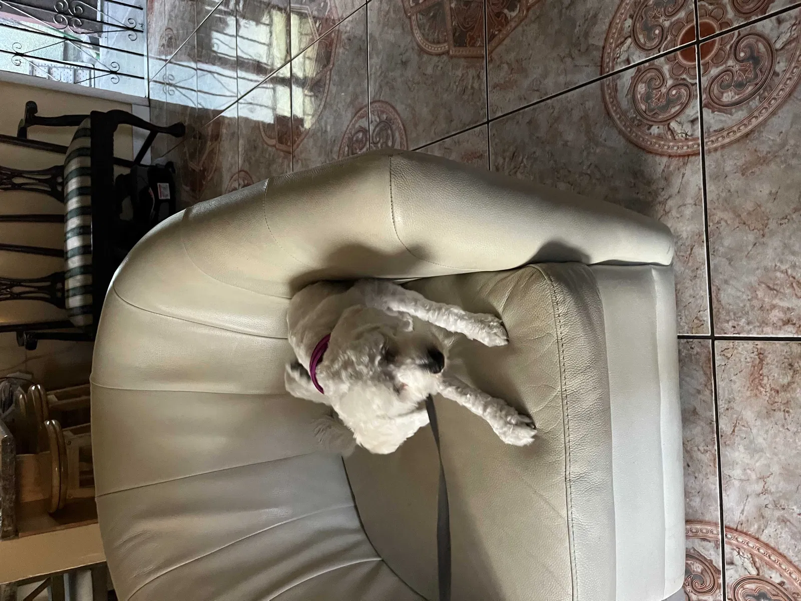 Lost dog in Los Angeles, CA, 90022