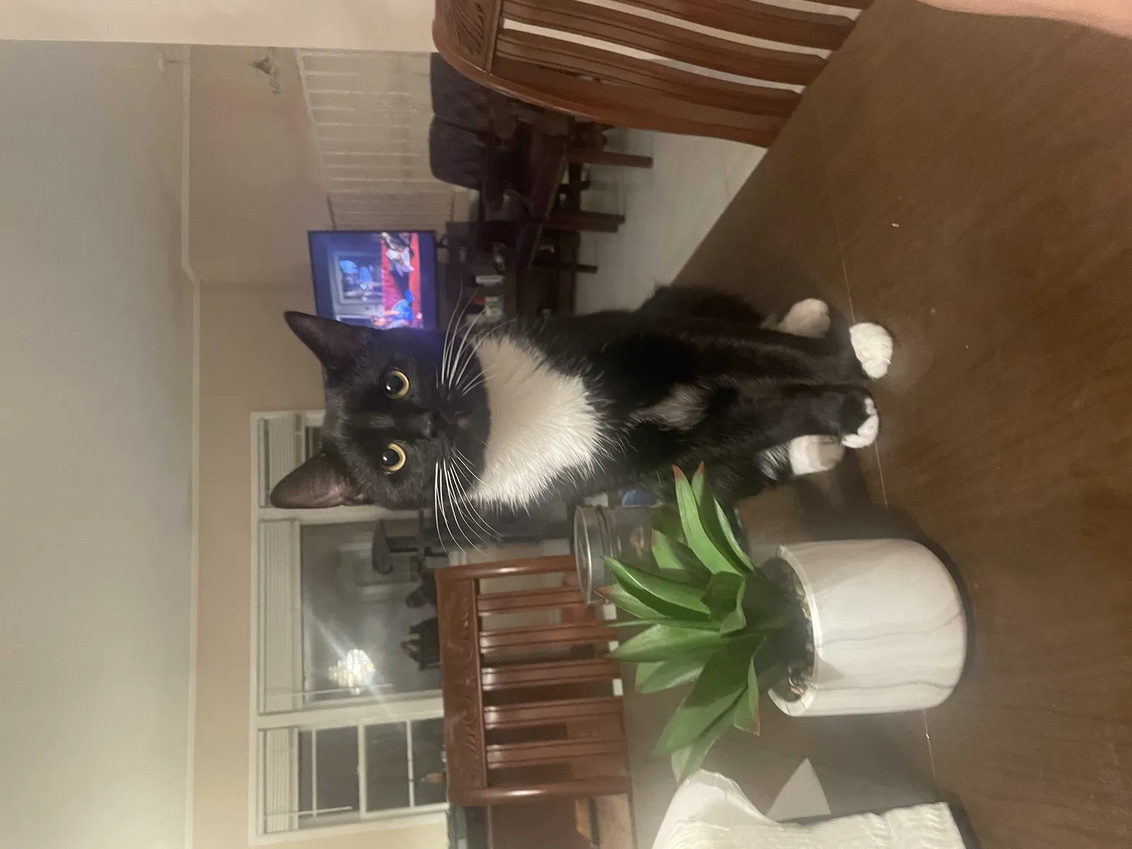 Lost cat in Yorktown Heights, NY, 10598
