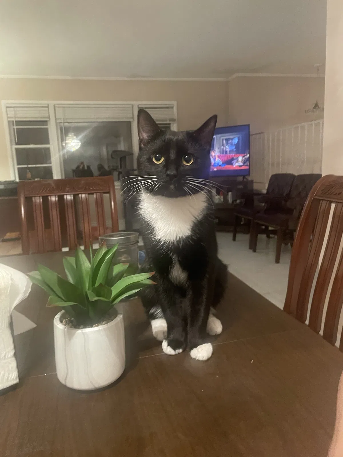 Lost cat in Yorktown Heights, NY, 10598