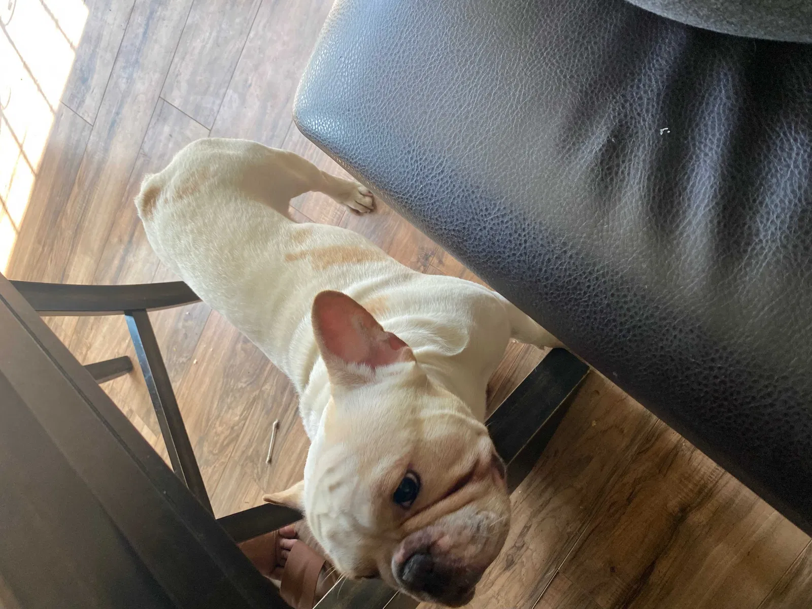 Lost dog in Los Angeles, CA, 90043