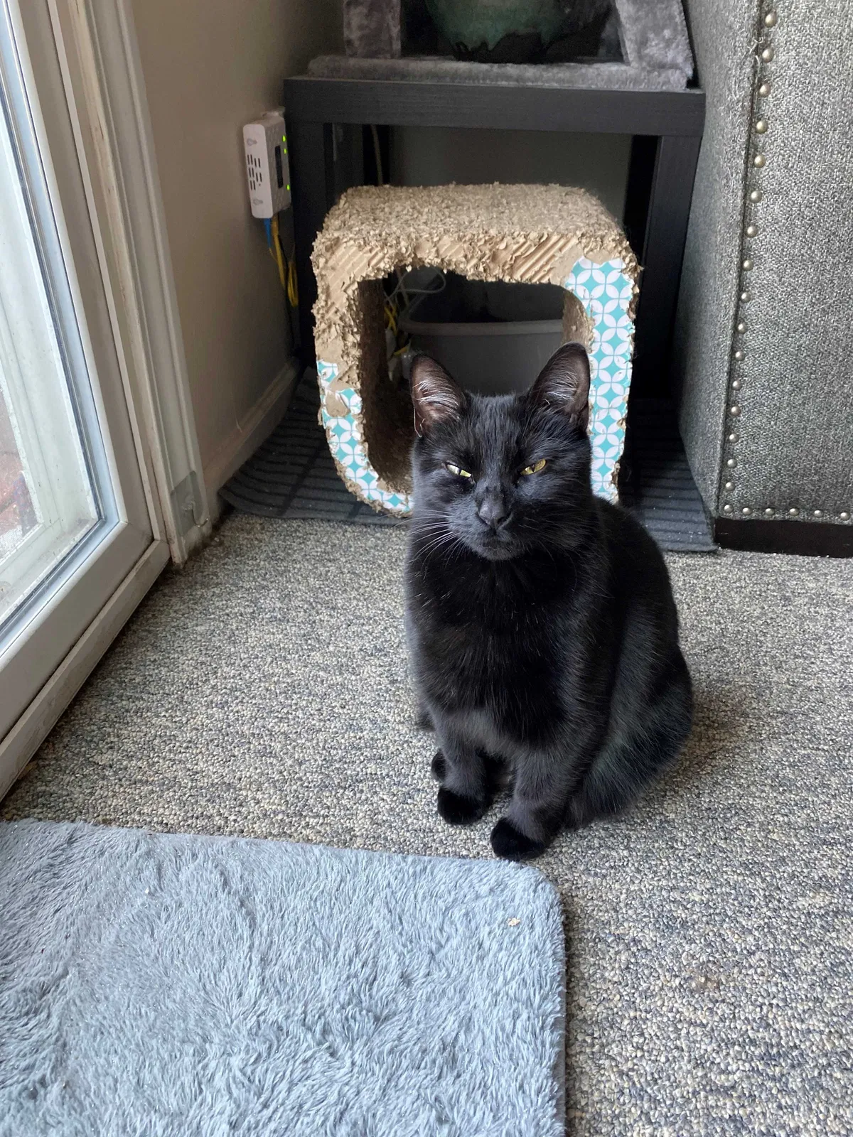 Lost cat in Ypsilanti, MI, 48197