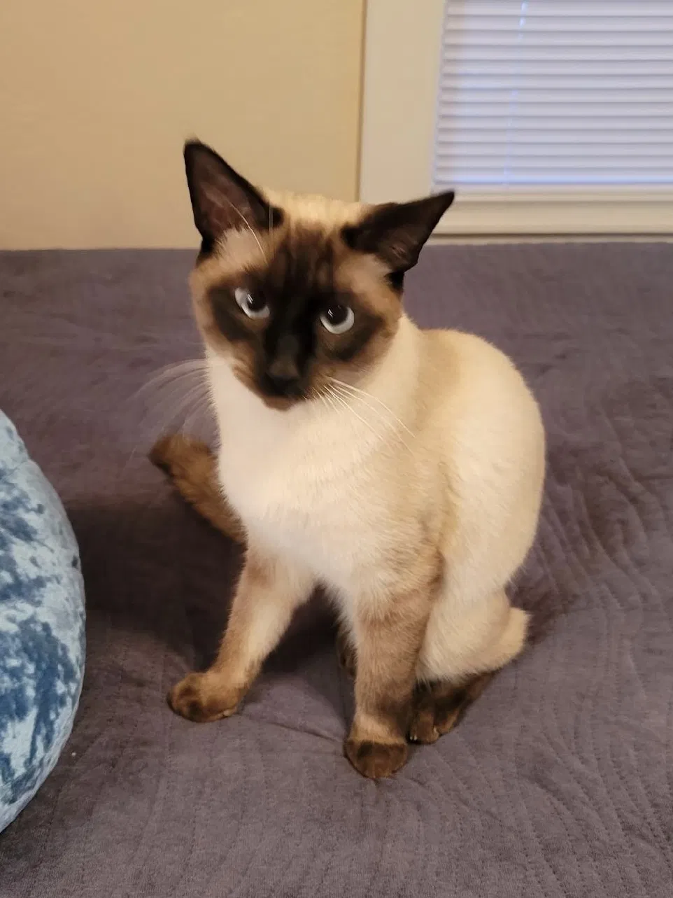 Lost cat in San Antonio, TX, 78254
