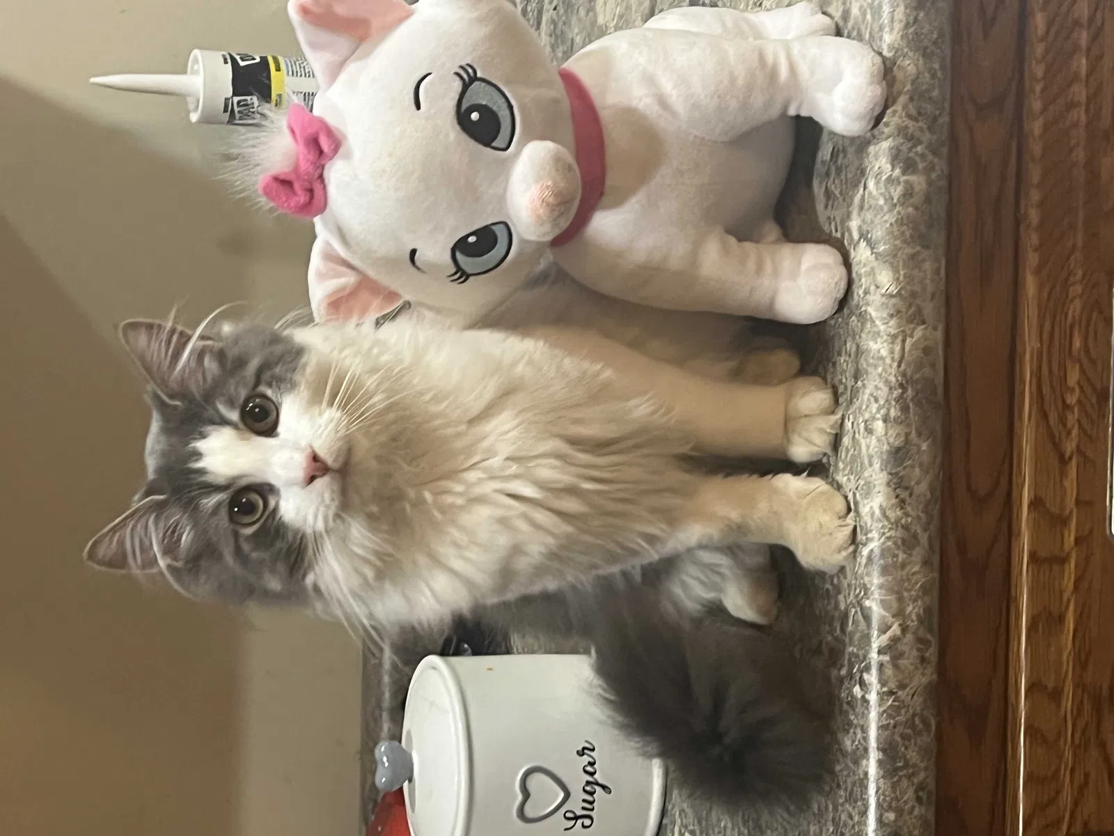 Lost cat in Jeannette, PA, 15644