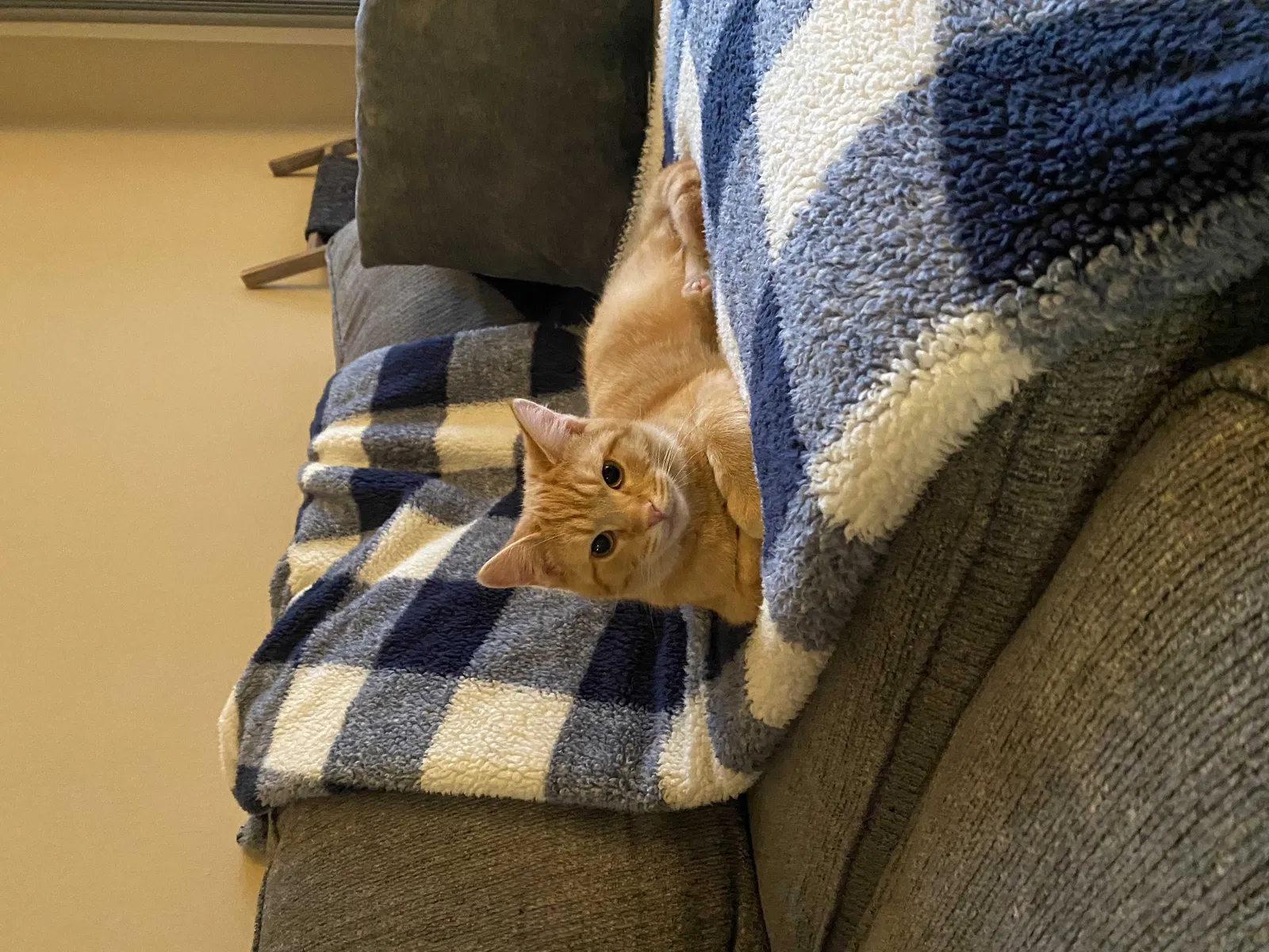 Lost cat in Newport, KY, 41076