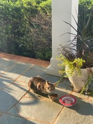 Found cat in Roanoke, VA, 24018