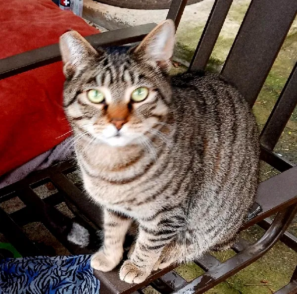 Lost cat in Portland, OR, 97206