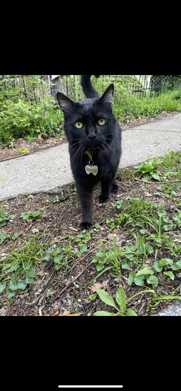 Lost cat in Walton, KY, 41094