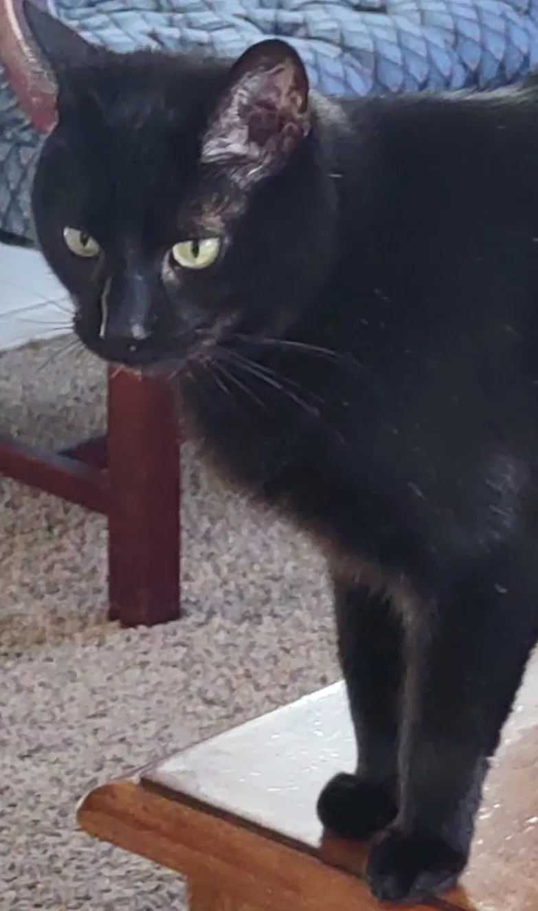 Lost cat in Nottingham, MD, 21236