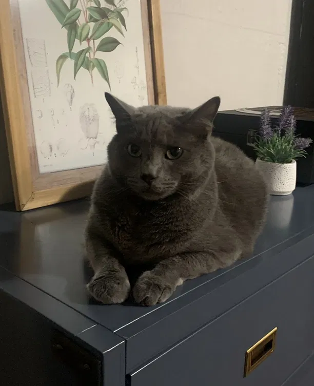 Lost cat in Orange, CA, 92869