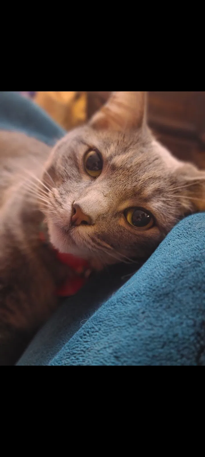 Lost cat in Oklahoma City, OK, 73165