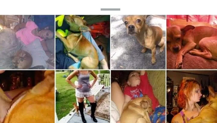 Lost dog in Plant City, FL, 33563