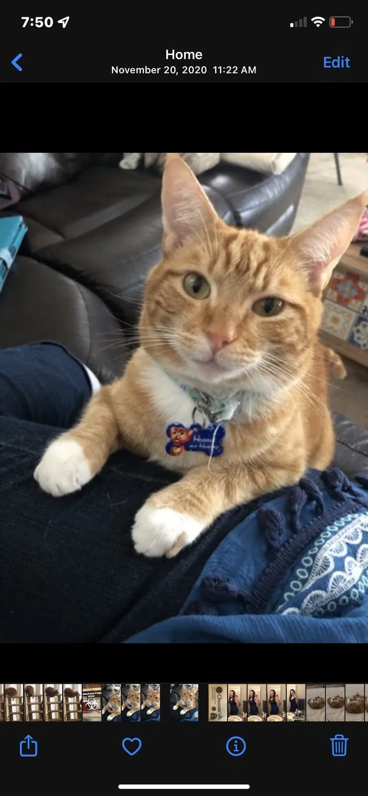 Lost cat in Issaquah, WA, 98027