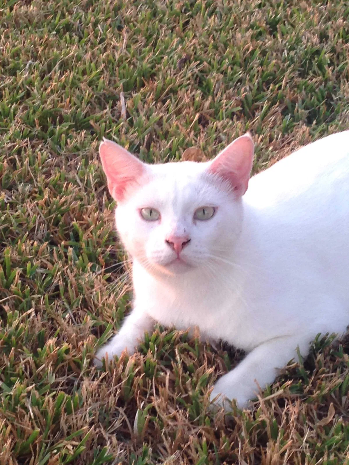 Lost cat in Pearland, TX, 77581