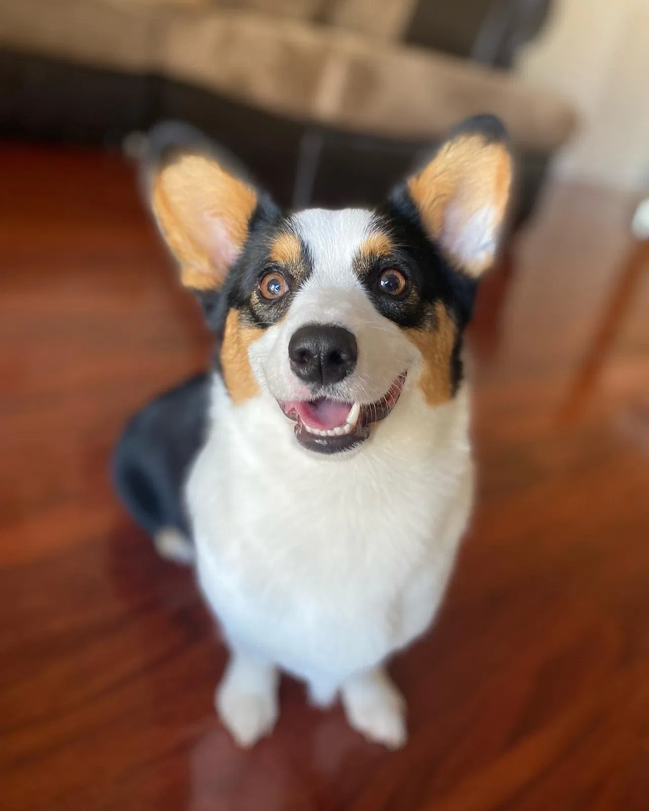Lost dog in Sacramento, CA, 95829