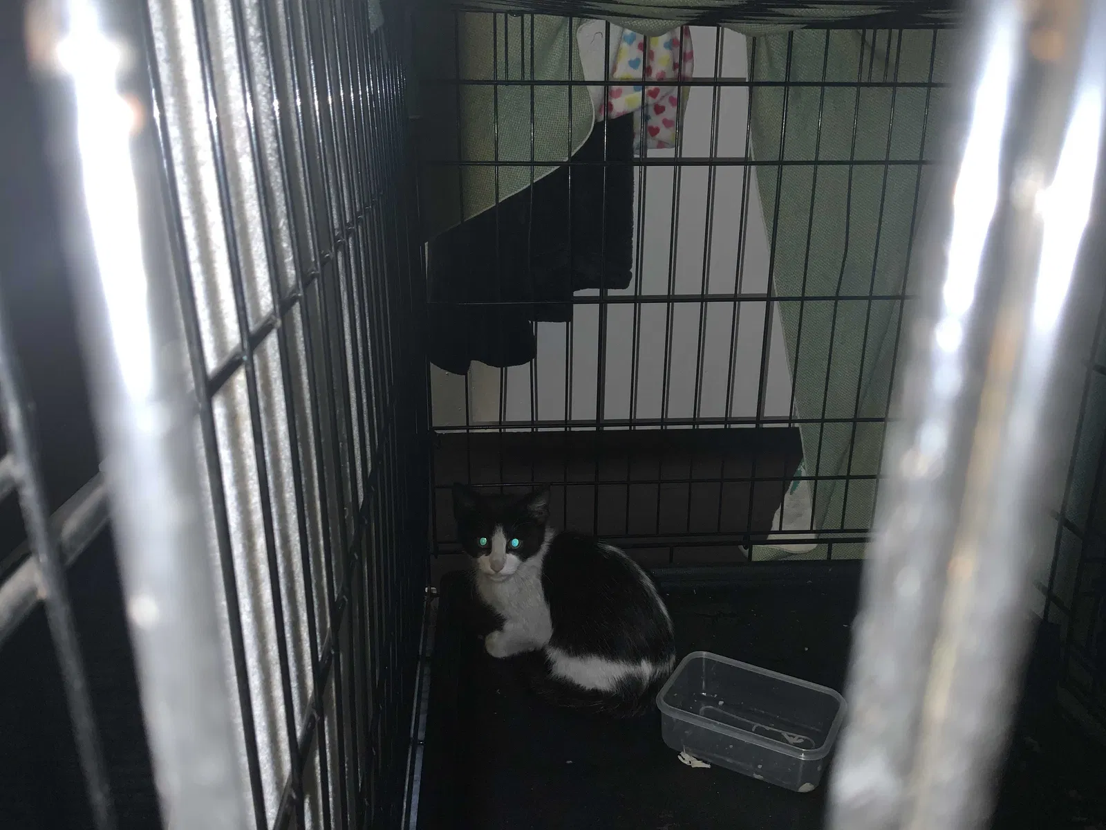 Found cat in Redlands, CA, 92374