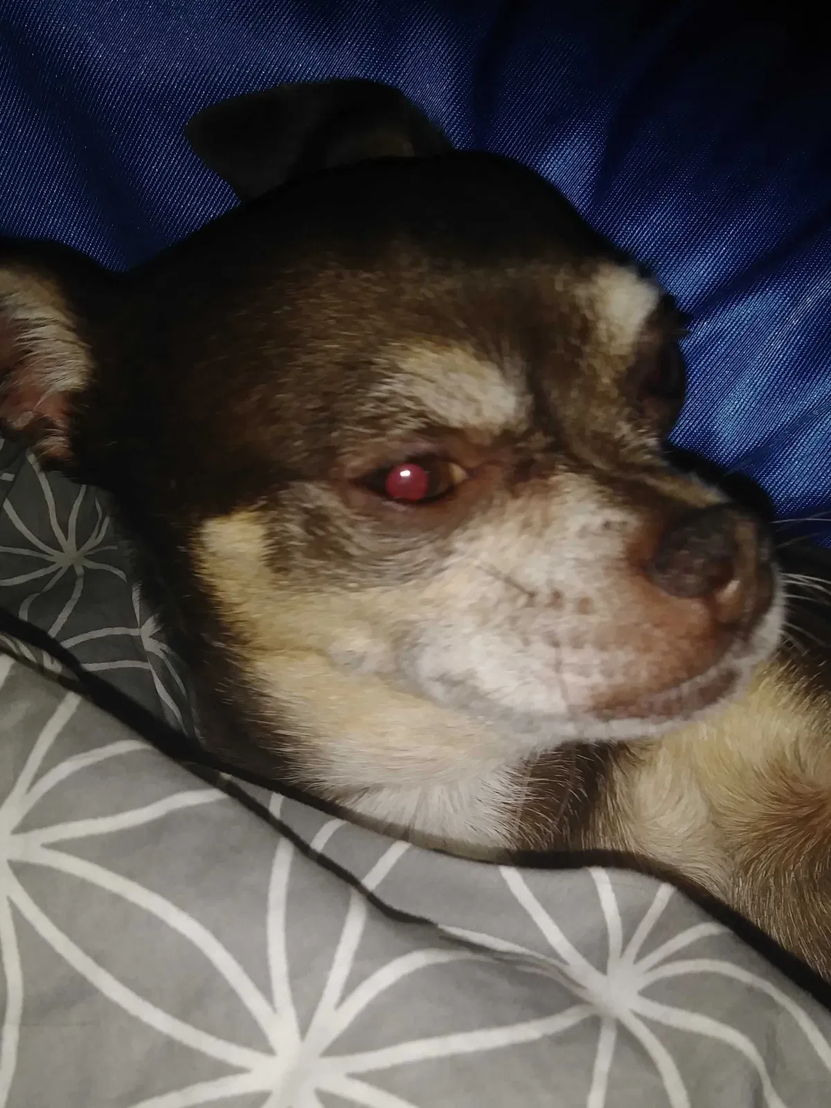 Lost dog in New York Mills, MN, 56567