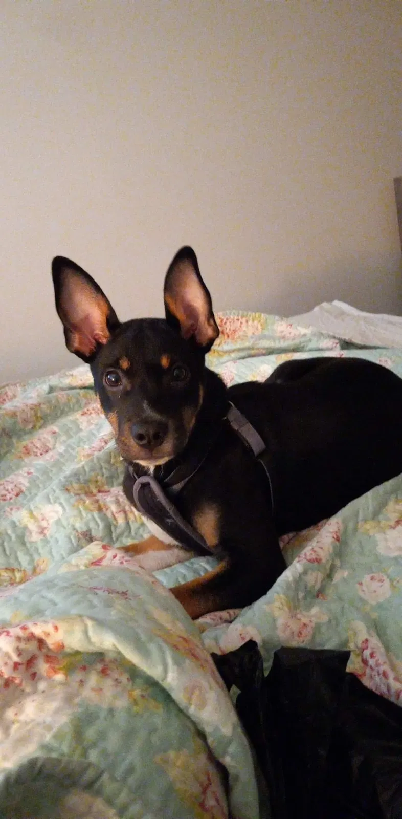 Lost dog in Jasper, AL, 35501