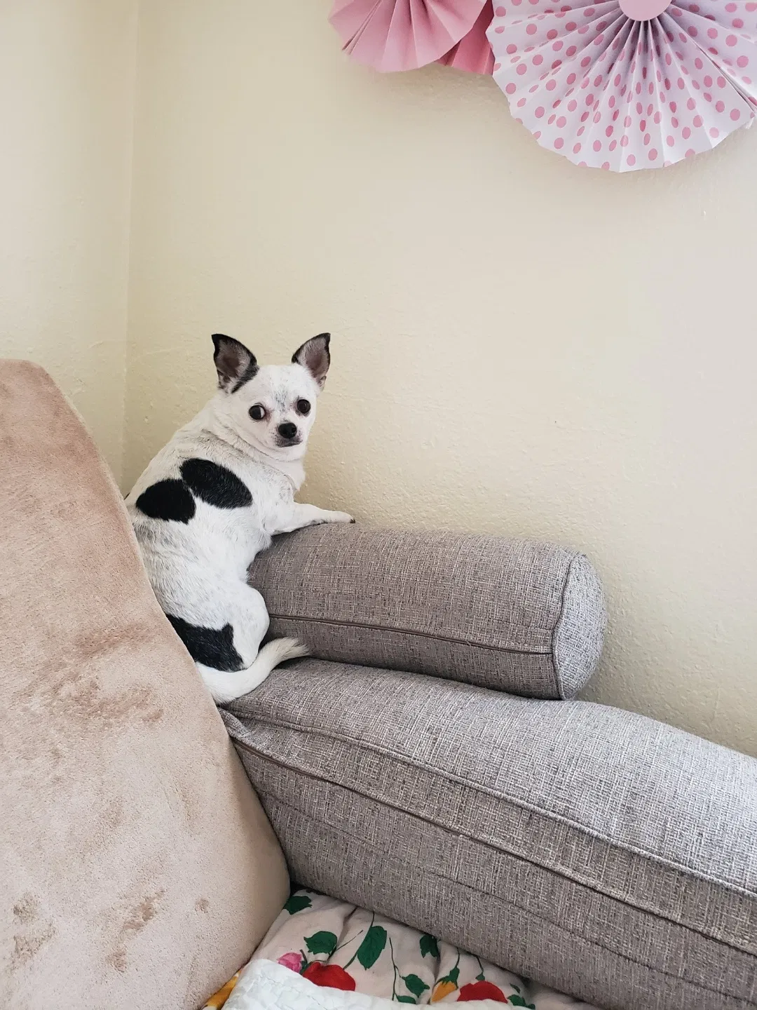 Lost dog in Whittier, CA, 90606