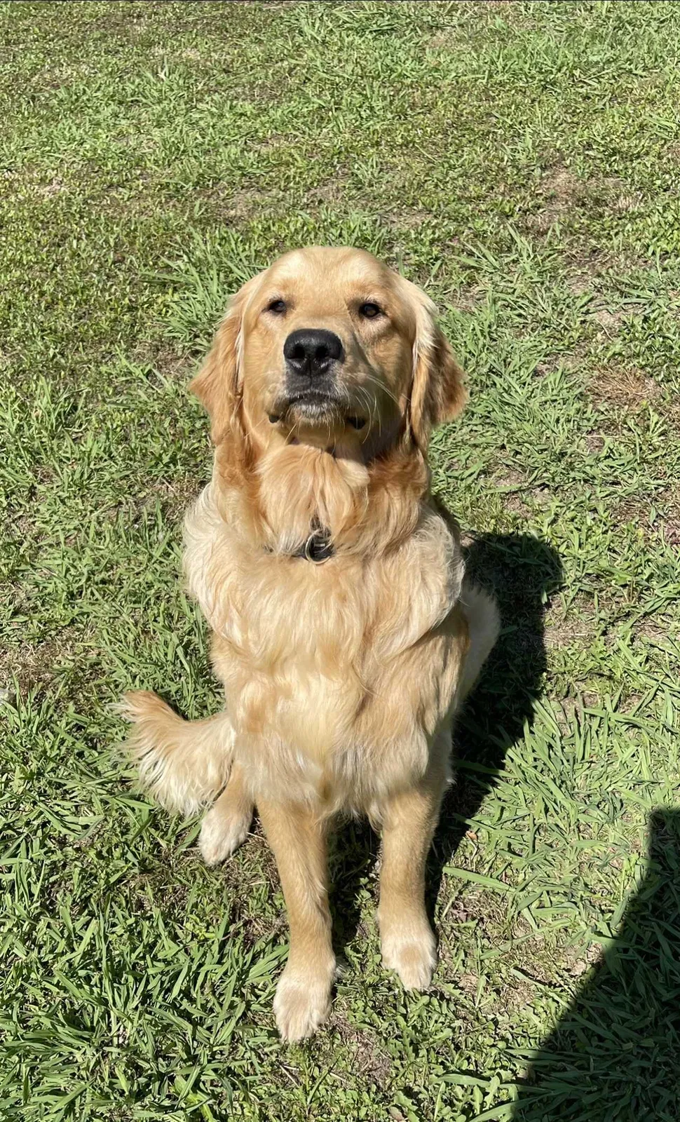 Lost dog in Chatsworth, GA, 30705