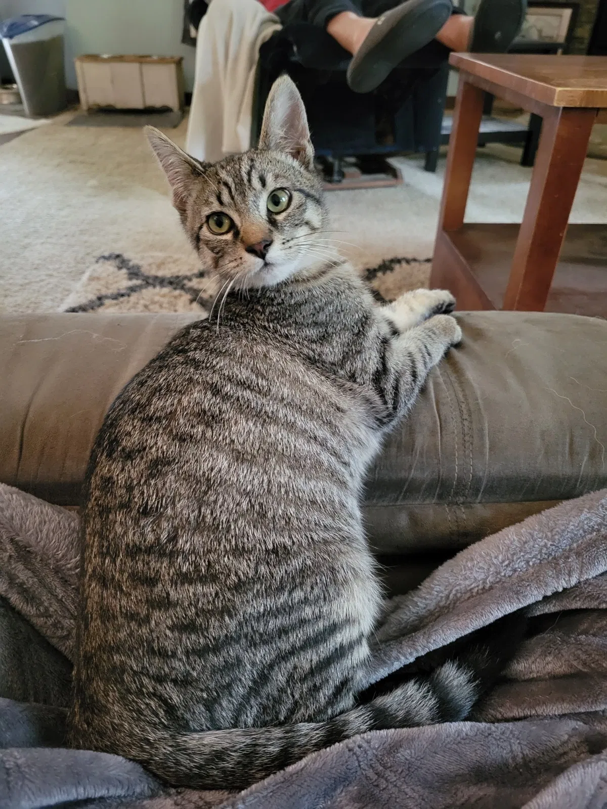 Lost cat in Monroe, WA, 98272