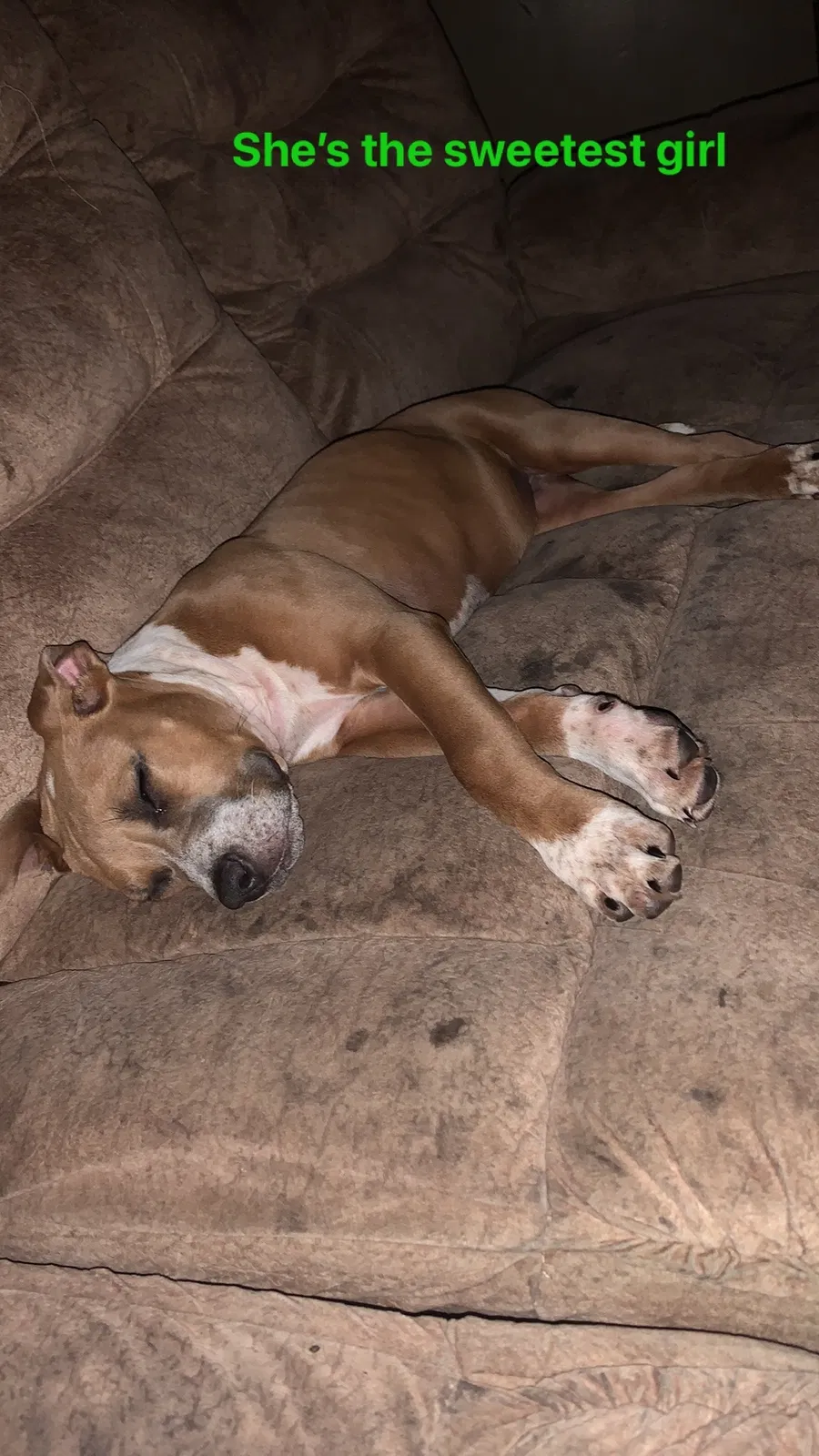 Lost dog in Kansas City, MO, 64129