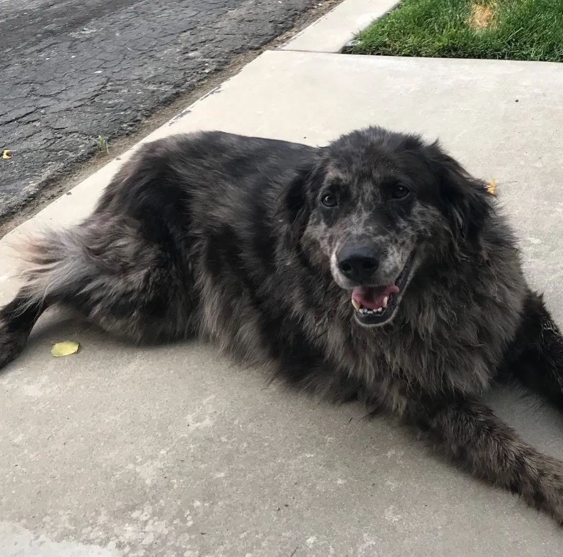 Lost dog in Reedley, CA, 93654