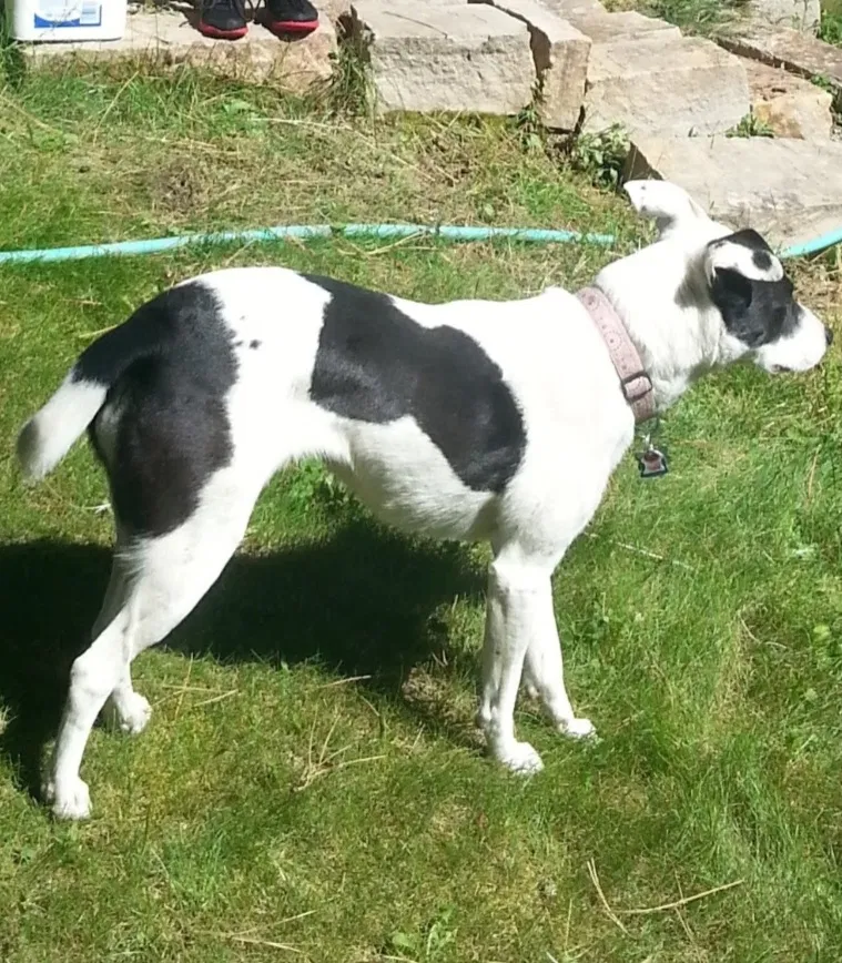 Lost dog in Boise, ID, 83705