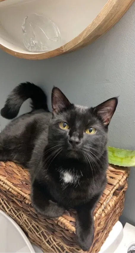 Lost cat in Valrico, FL, 33596