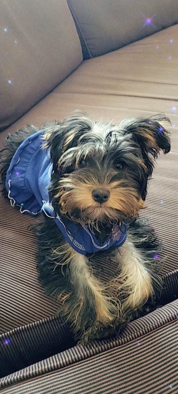 Lost dog in Grinnell, IA, 50112