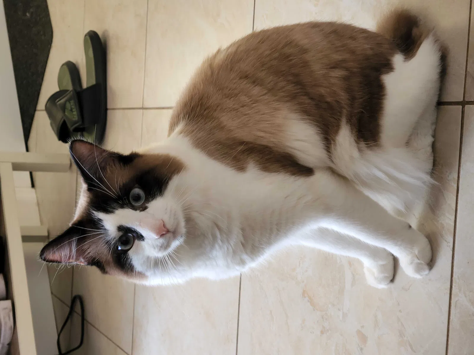 Lost cat in Lake Worth, FL, 33461
