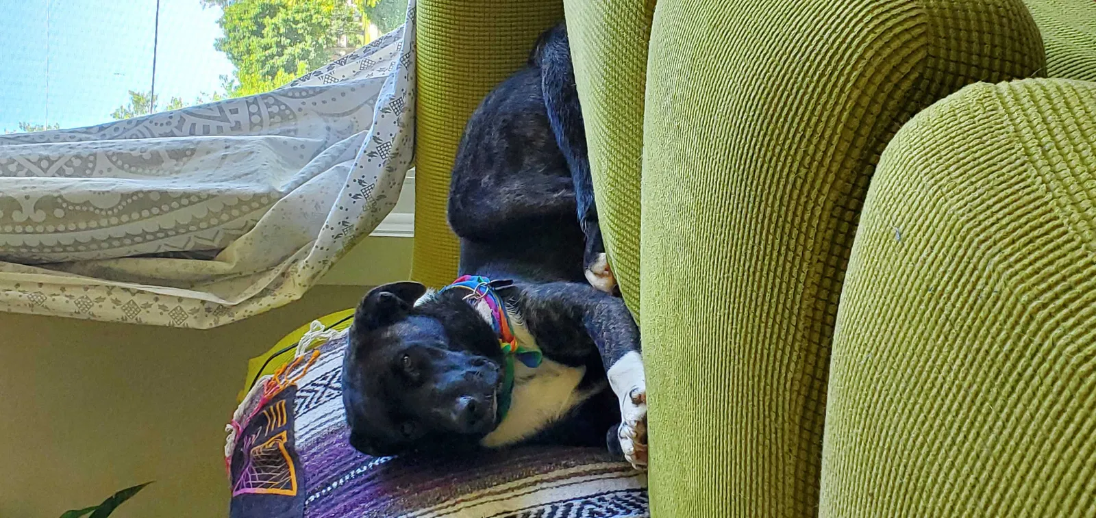 Lost dog in Belgium, WI, 53004