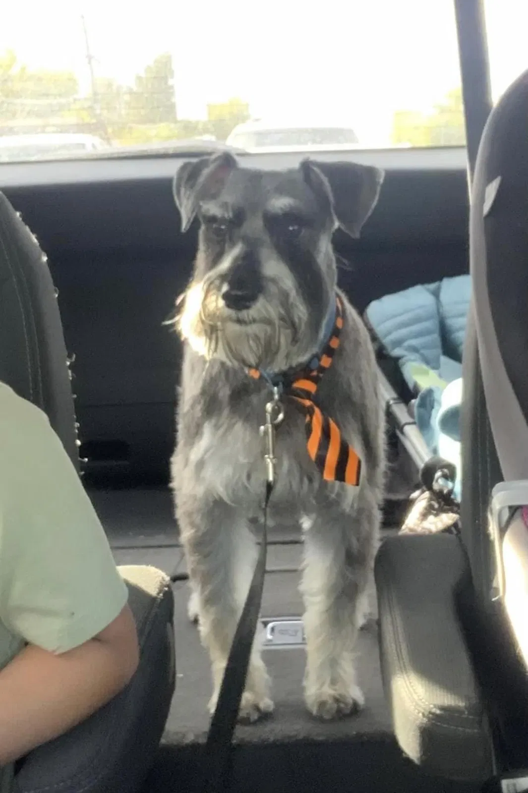 Lost dog in Denver, CO, 80229
