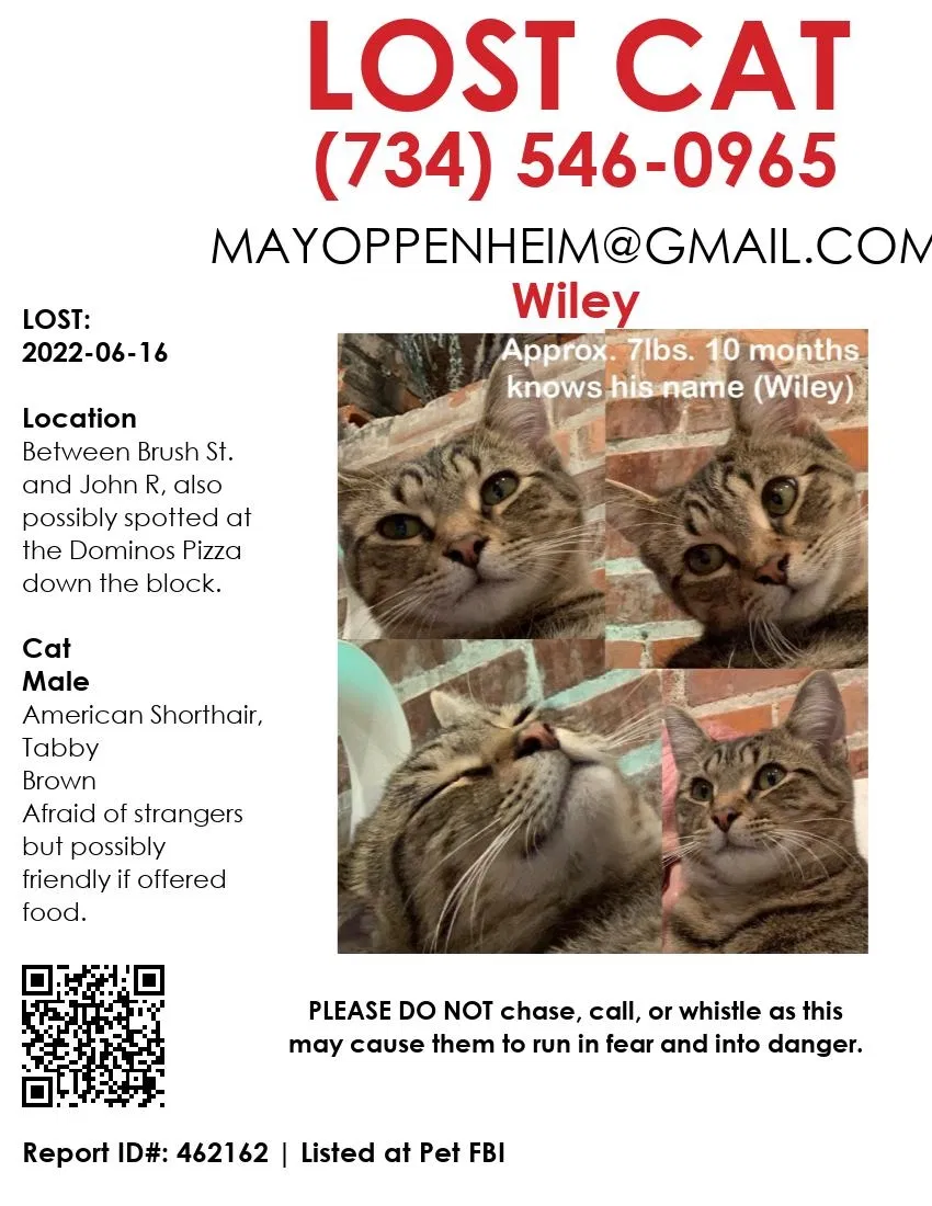 Lost cat in Detroit, MI, 48202