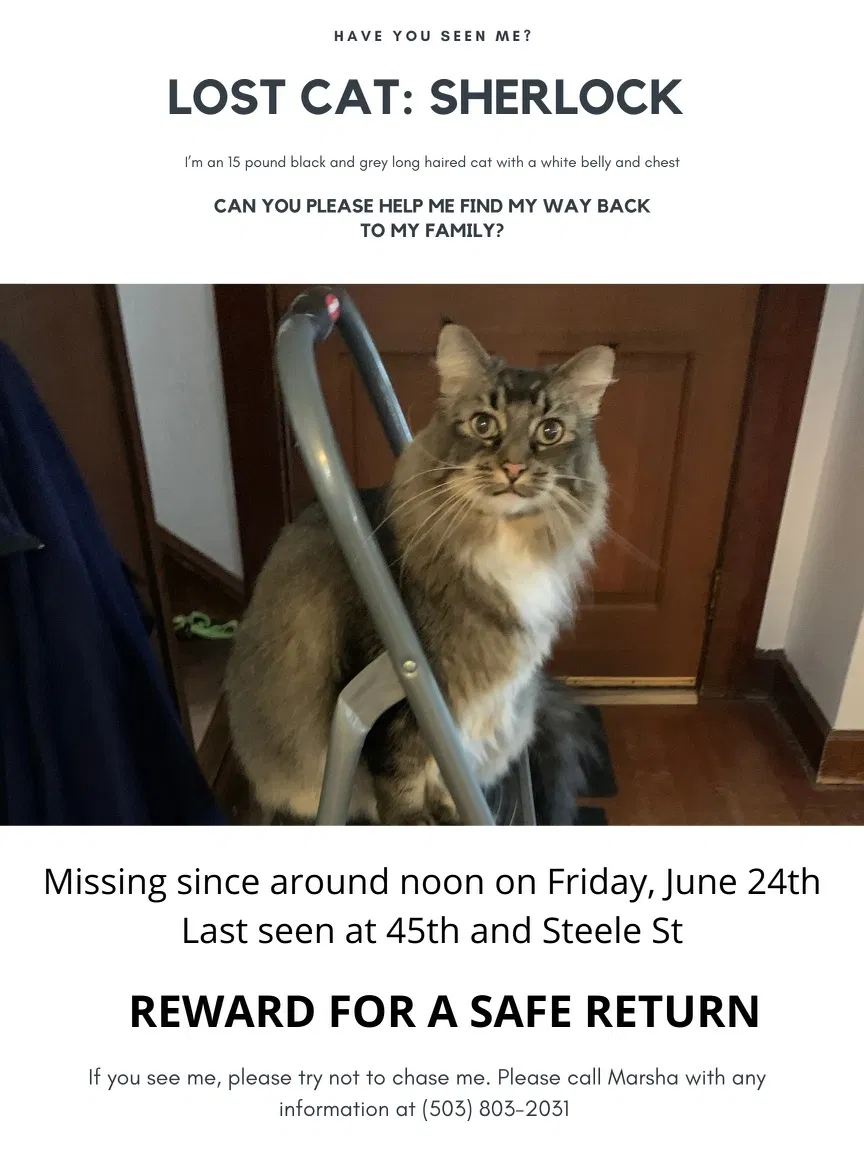 Lost cat in Portland, OR, 97206