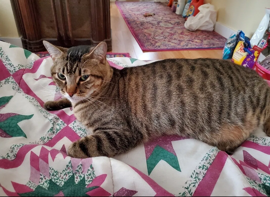 Lost cat in Kirkland, WA, 98034