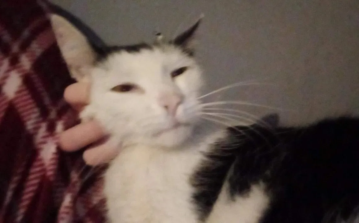 Lost cat in York, PA, 17403