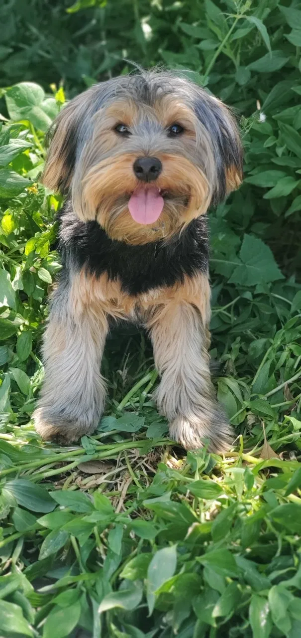 Lost dog in La Puente, CA, 91744