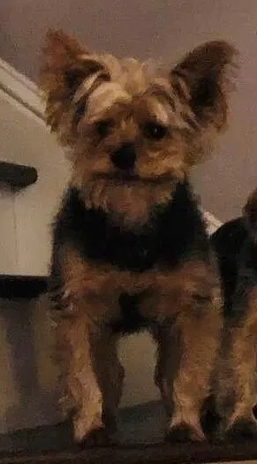 Lost dog in Rowlett, TX, 75088