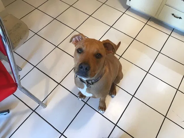 Lost dog in Hayward, CA, 94544