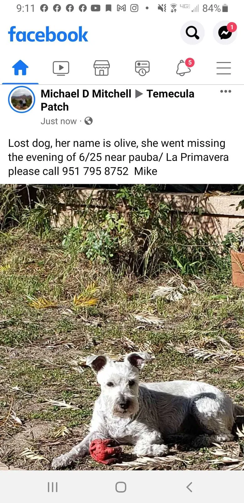 Lost dog in Temecula, CA, 92592
