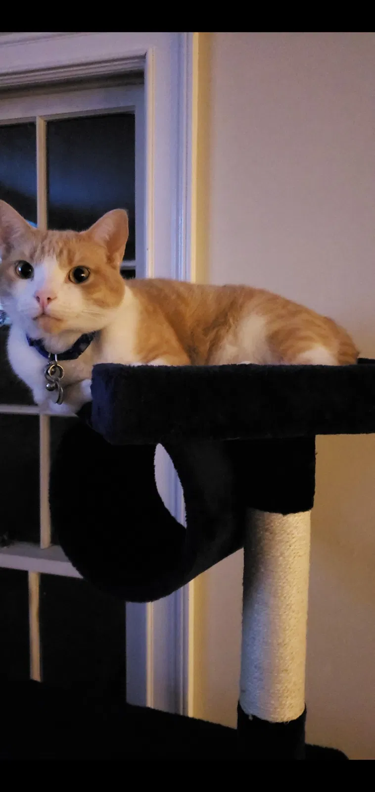 Lost cat in Lawrenceville, GA, 30043